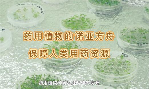 它是药用植物的诺亚方舟，纵然面临“天灾人祸”，也裁β药没了