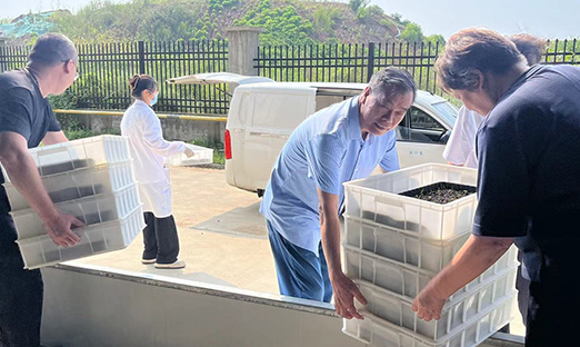 振兴国家种业，pg电子红薯种苗正式转向大田